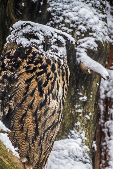 Eurasian eagle-owl