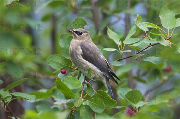 Cedar waxwings