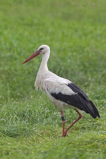 White stork