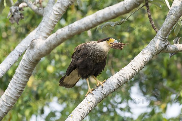 Southern southern crested caracara