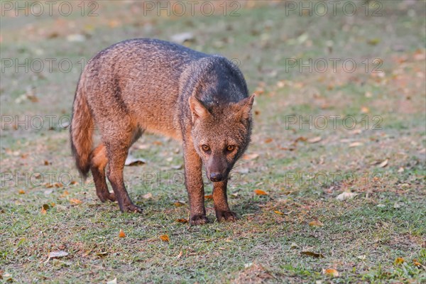 Crab-eating fox