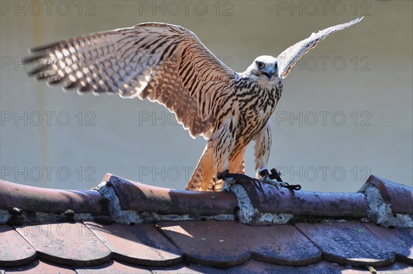 Saker Falcon