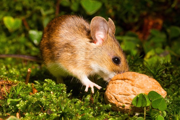 Wood mouse