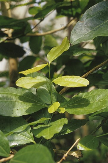 Common Nux vomica