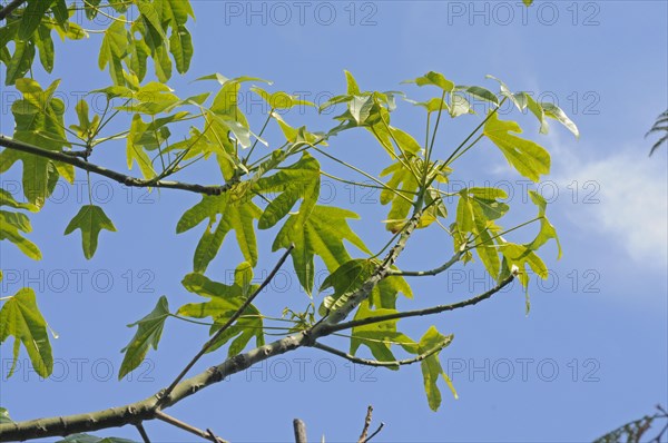 Bottle Tree