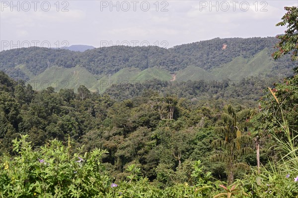 Tea Plantation