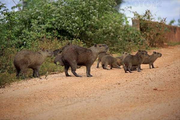 Capybara