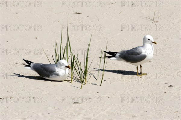 Common gull