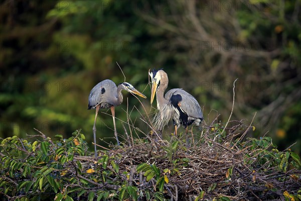 Great Blue Heron