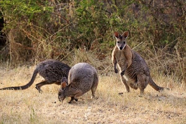 Tammar Wallaby