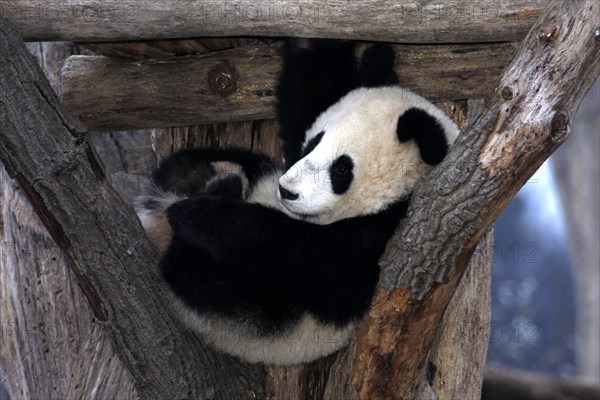 Giant panda