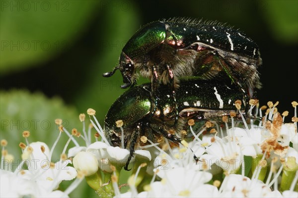 Rose chafer