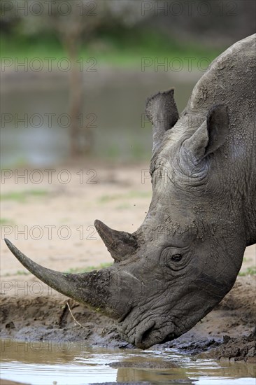 White rhinoceros