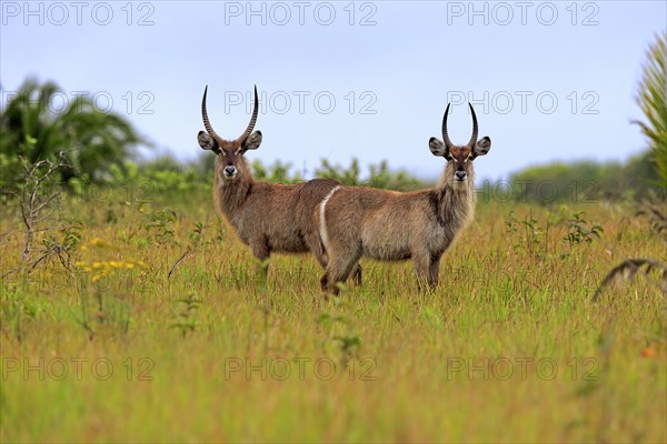 Ellipsen waterbuck