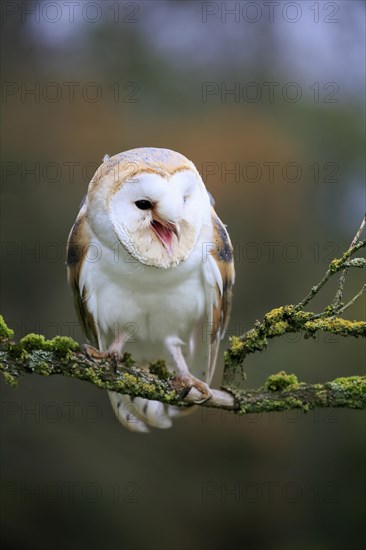 Barn Owl