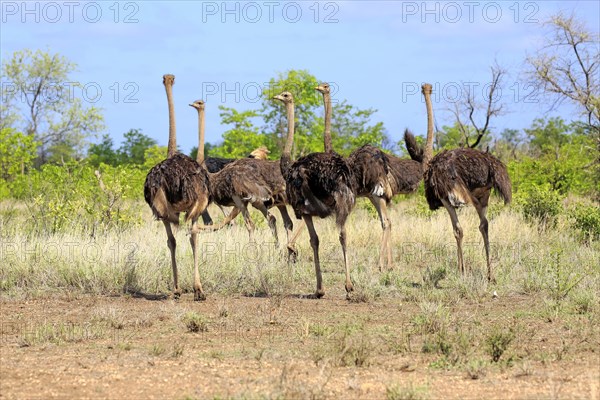 South african ostrich