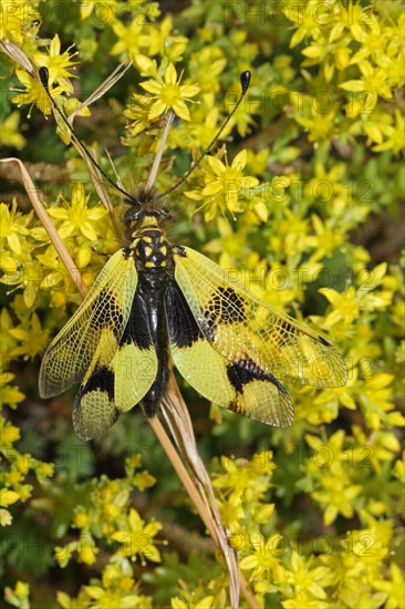 Long-snouted Butterfly Shaft