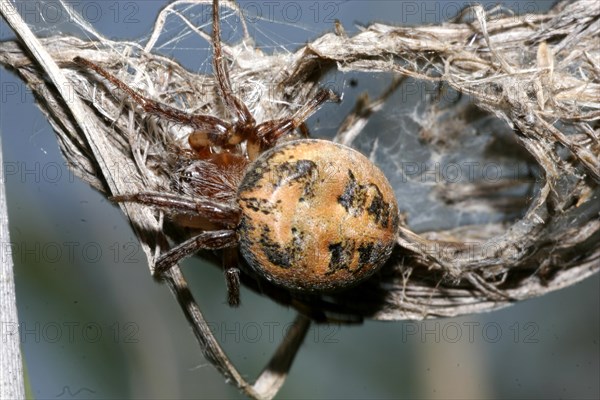 Furrow spider