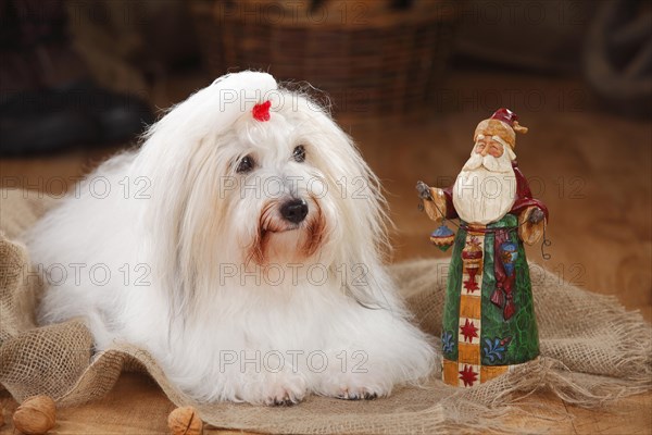 Coton de Tulear