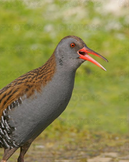 Water rail