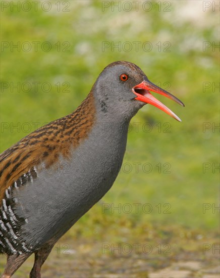 Water rail