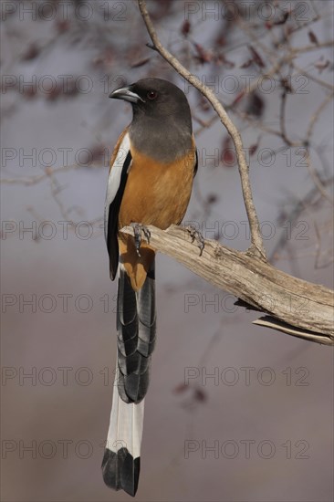 Red rufous treepie