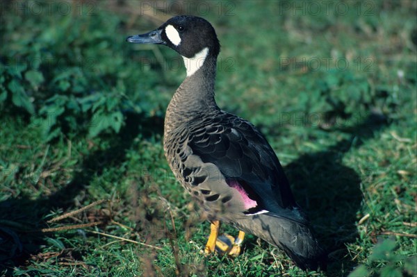 Bronze-winged Duck