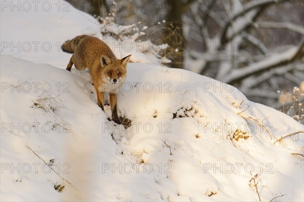 Red fox