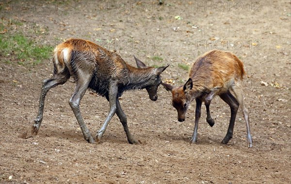 Red Deer