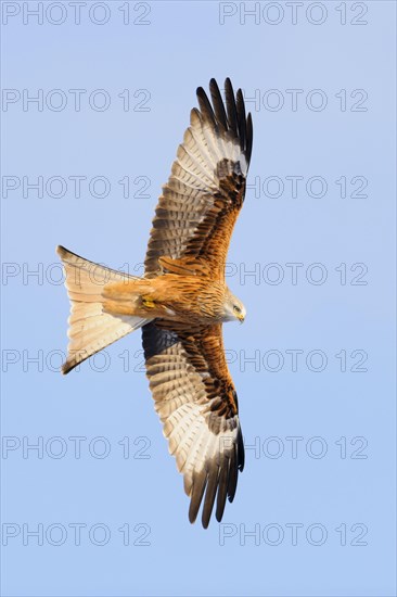 Red Kite