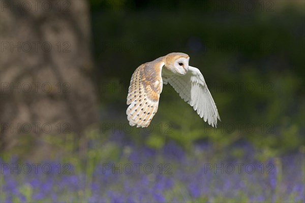 Barn Owl