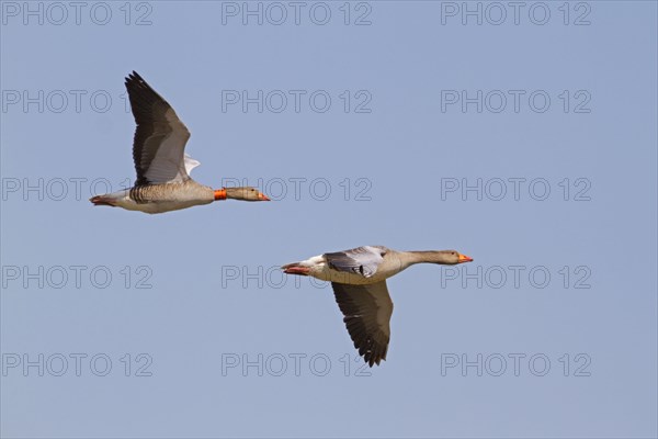 Greylag goose