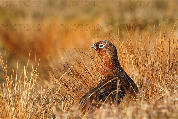 Red Grouse