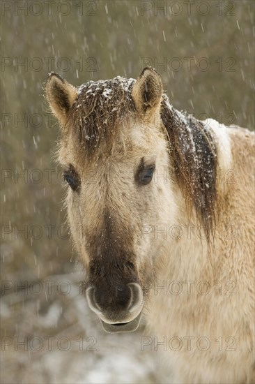 Konik horse