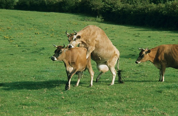 Jersey cattle