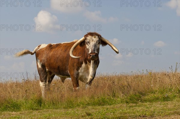 Domestic Cattle