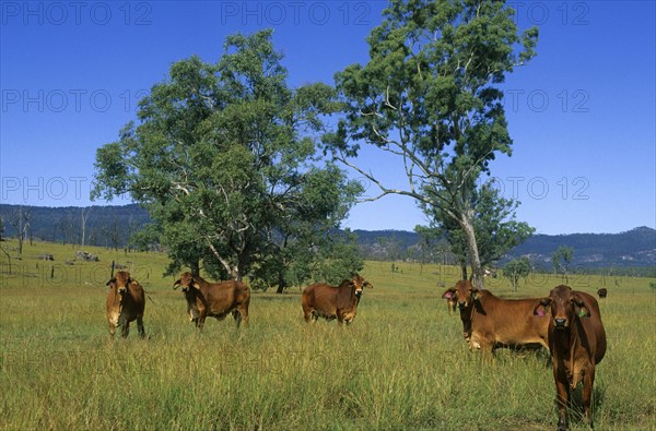 Zebu cattle