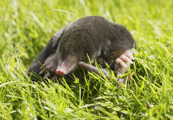 European Mole