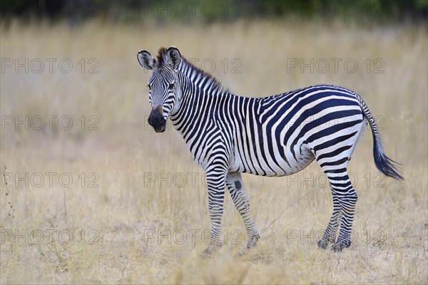 Crawshay's Zebra