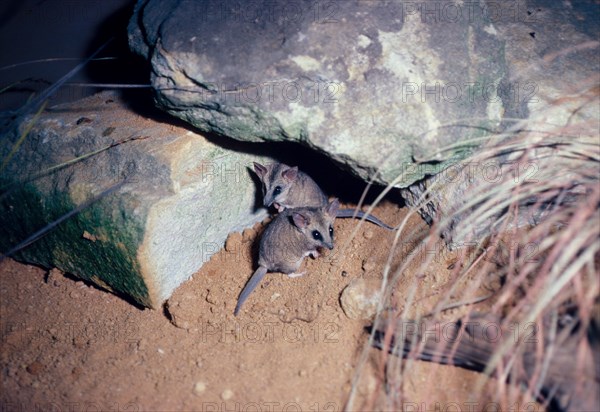 Fat-tailed dunnart