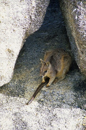 Queensland Rock Kangaroo