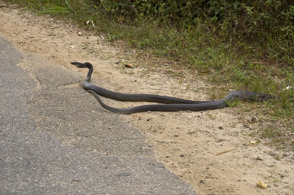 Rat snake