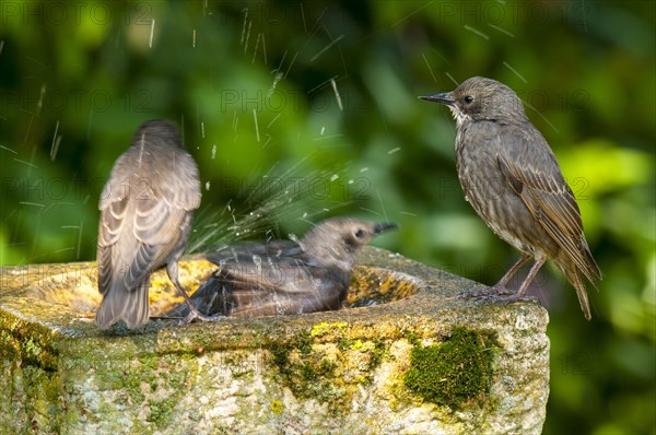 Common common starling