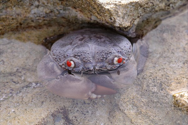 Red-eyed crab