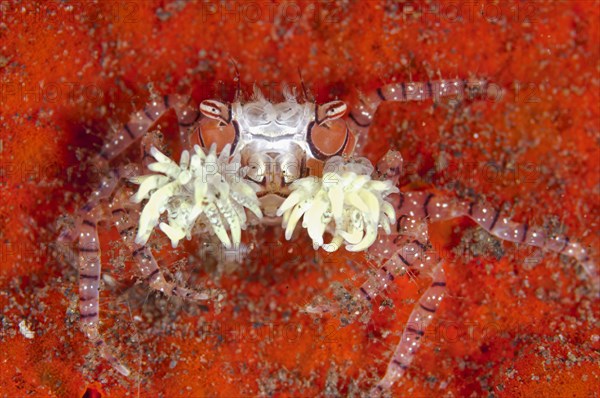 Boxer crab