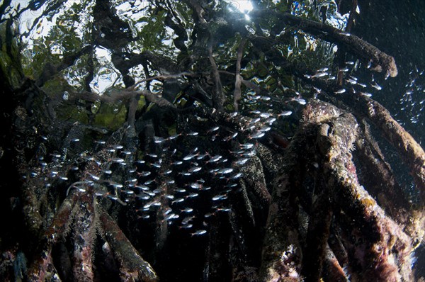 Redspot Cardinalfish