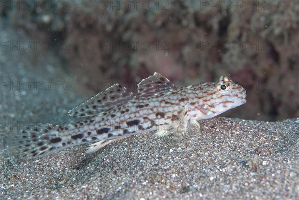 Decorated Goby