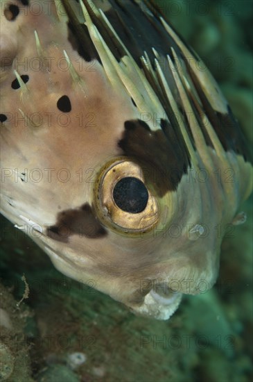 Brown-spotted Porcupinefish