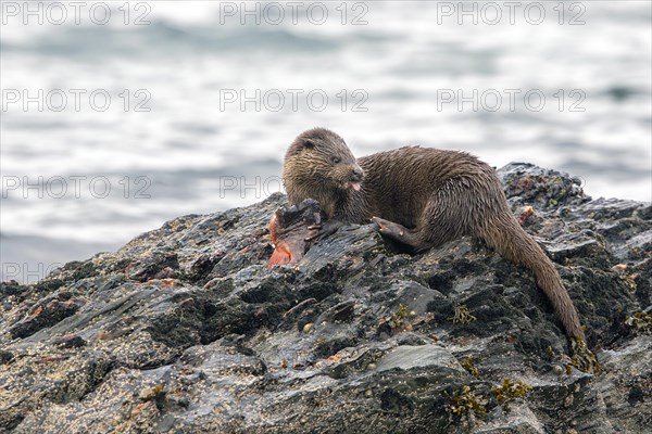 Otter eating lumpsucker fish on a rock at low tide