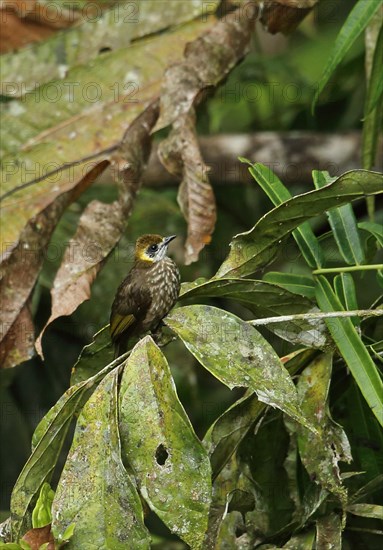 Spot-necked Bulbul